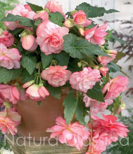 Pink 045